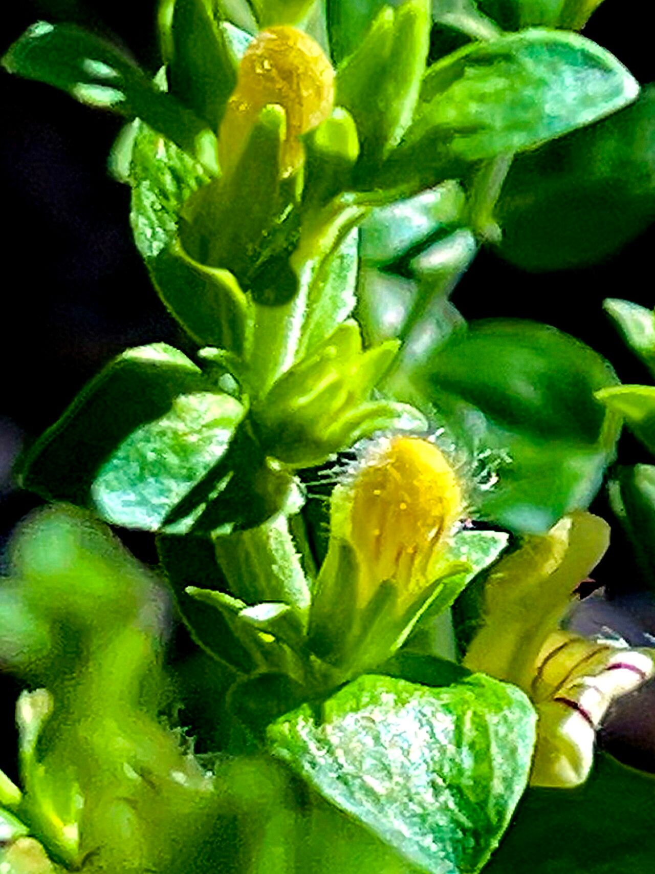 Keckiella rothrockii — search result for 'Keckiella'