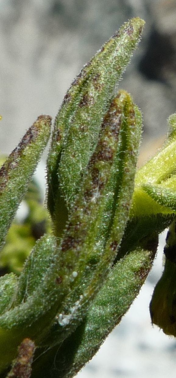 Senecio rufescens leaf