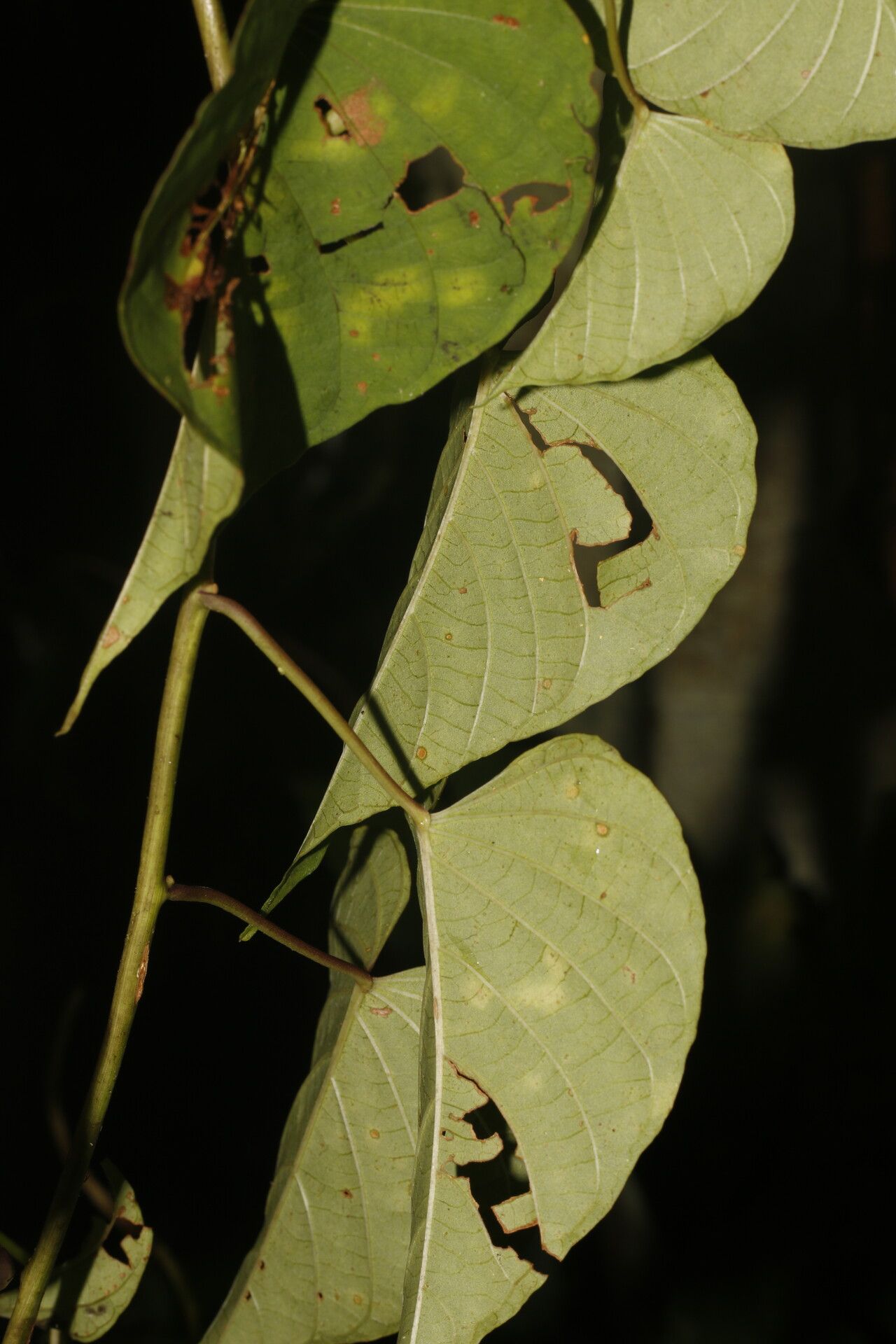 Ipomoea batatoides — search result for 'Belize'