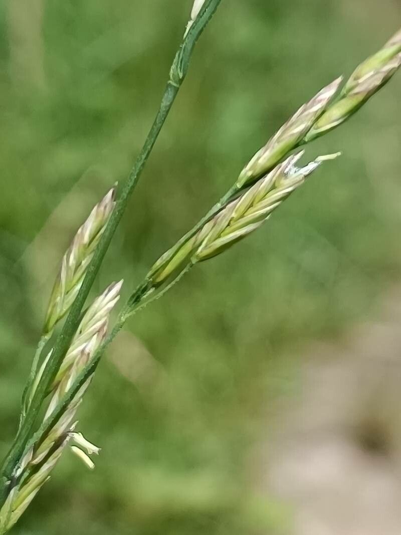 Schedonorus pratensis flower