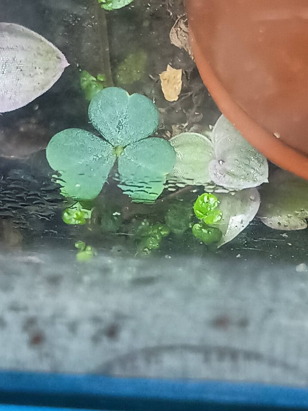 Oxalis magellanica leaf