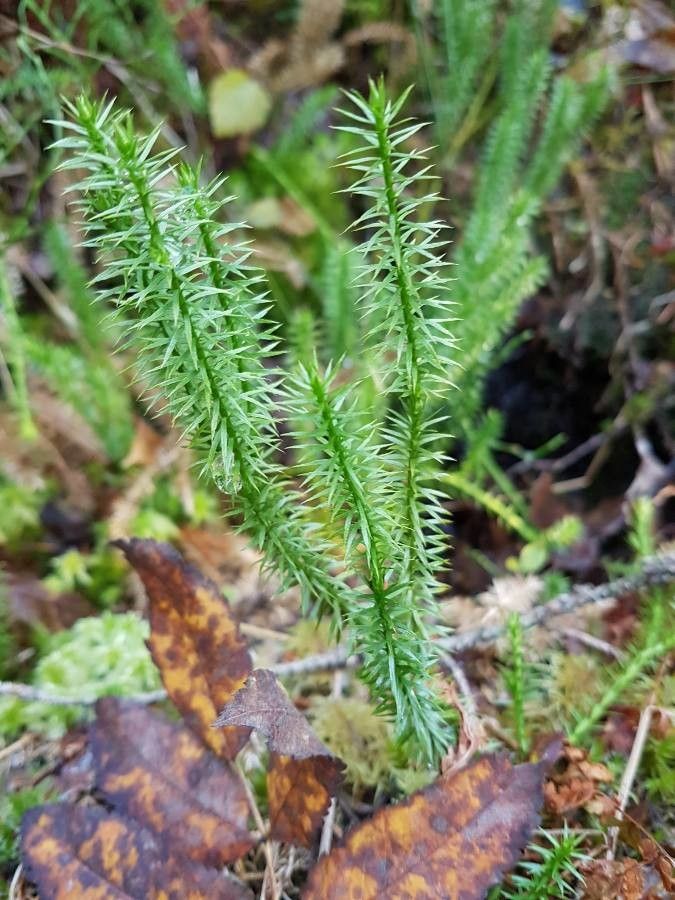 Lycopodium annotinum