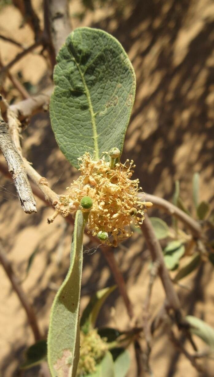 Boscia senegalensis flower
