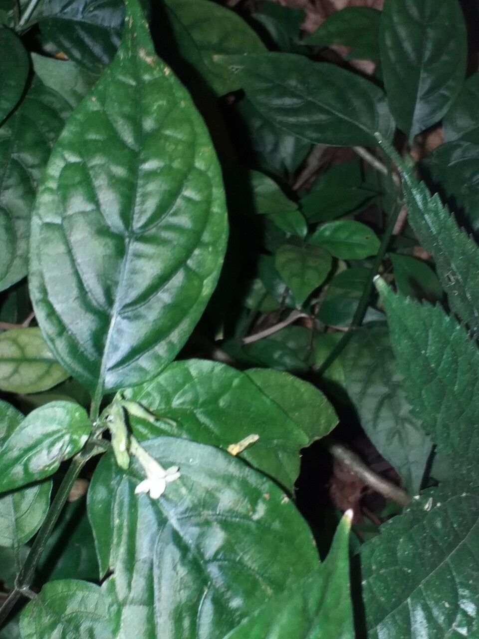 Pseuderanthemum subviscosum — search result for 'Pseuderanthemum'