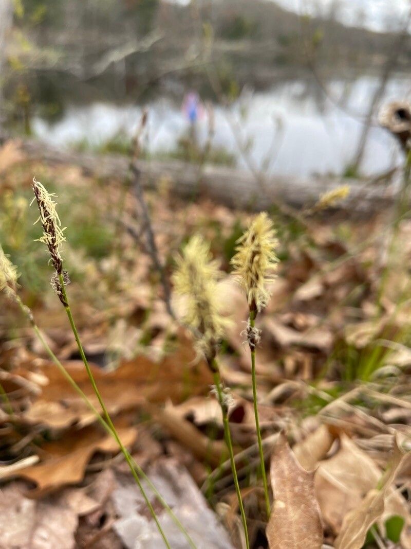 Carex pensylvanica leaf