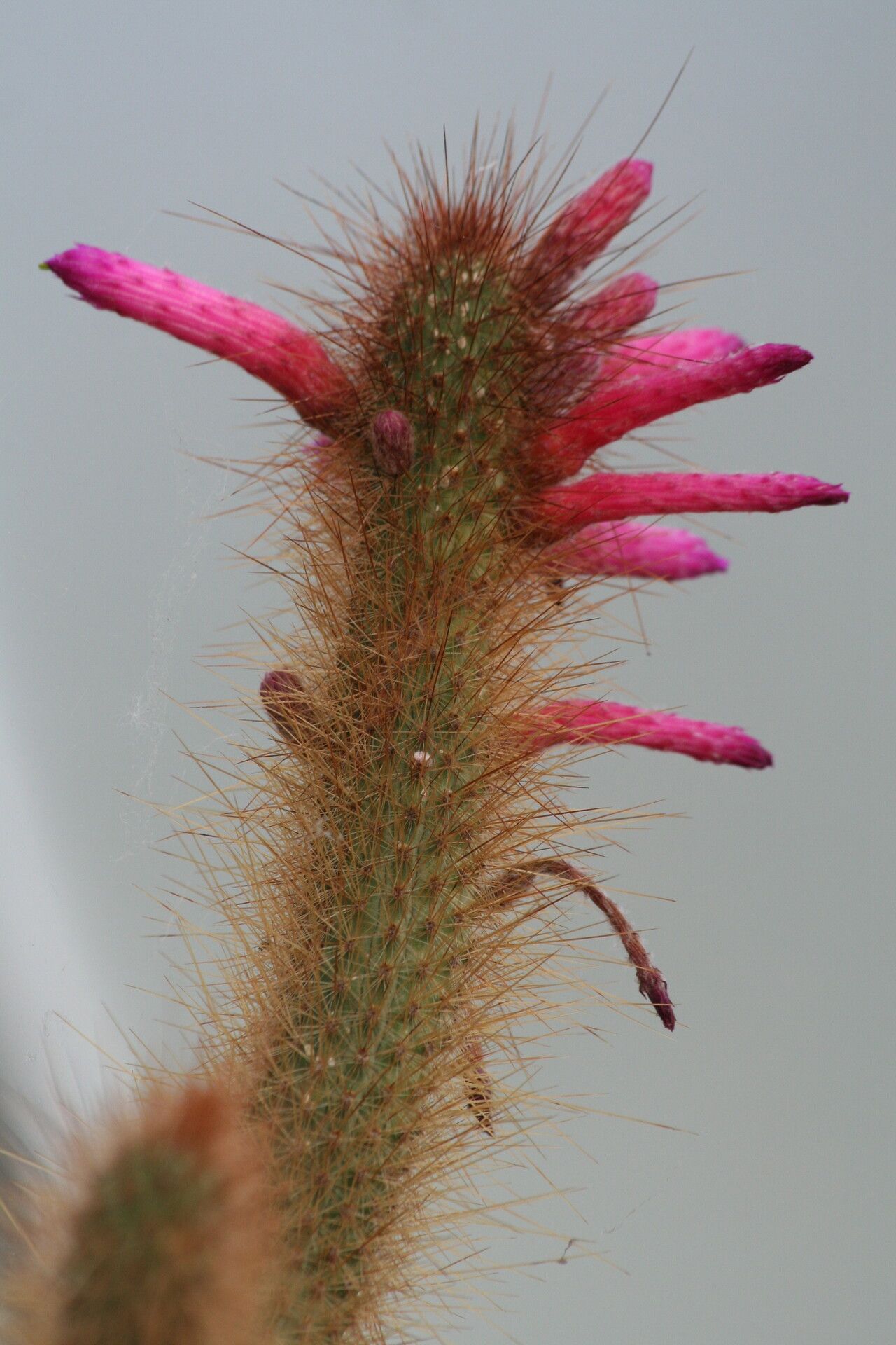 Cleistocactus candelilla flower