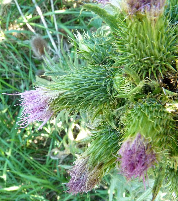 Cirsium x celakovskianum flower