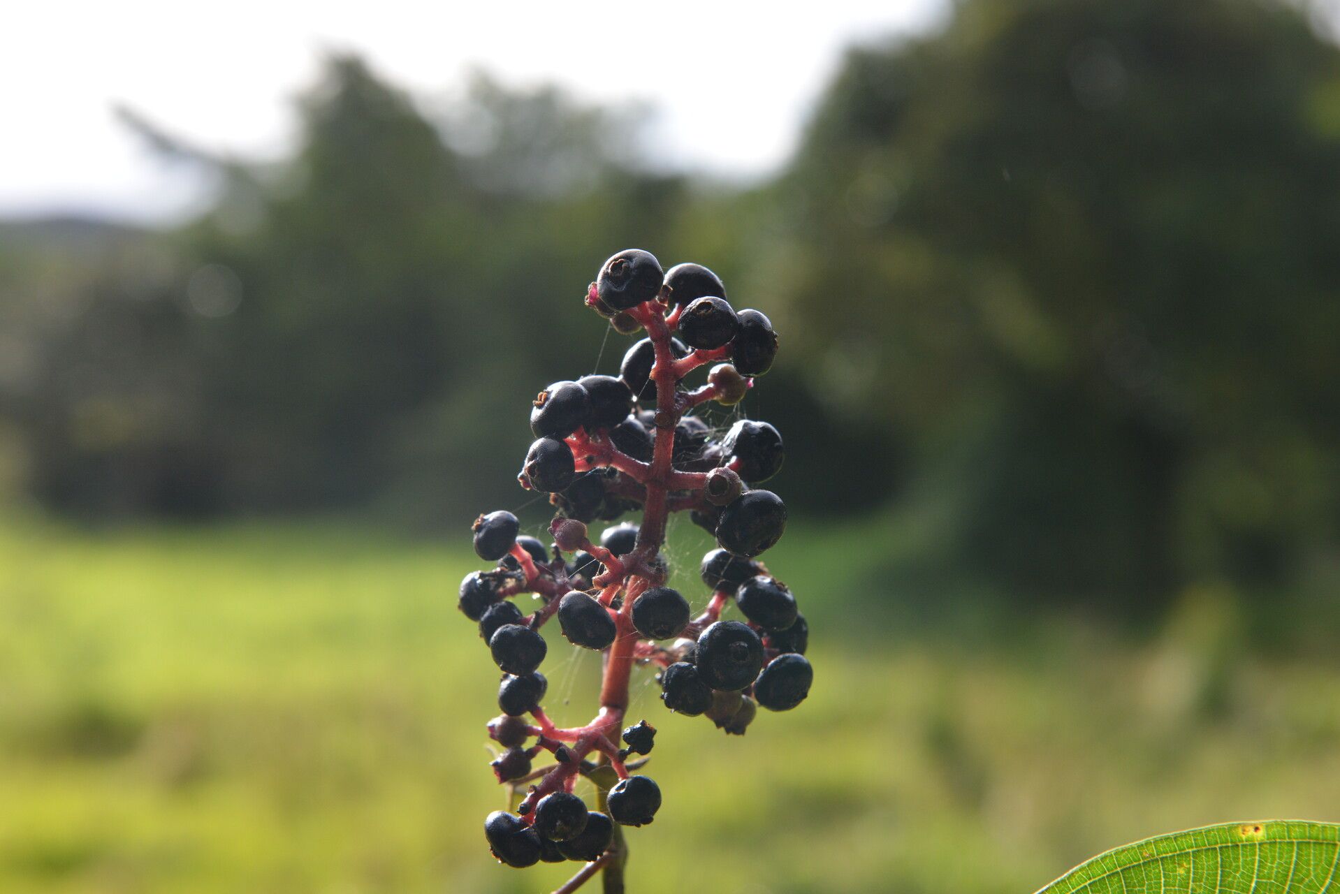 Miconia donaeana flower