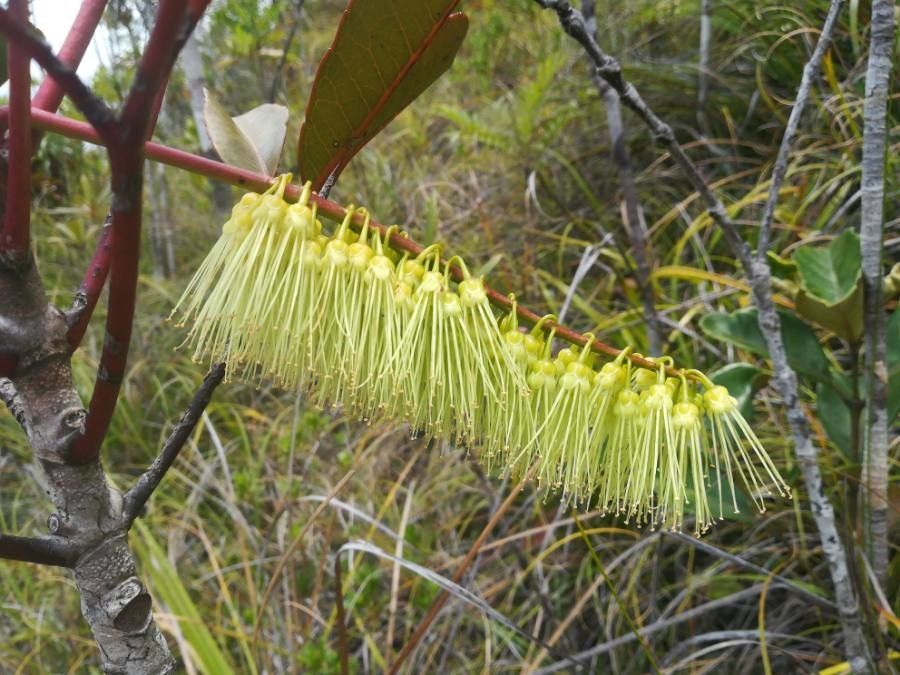 Cunonia macrophylla flower