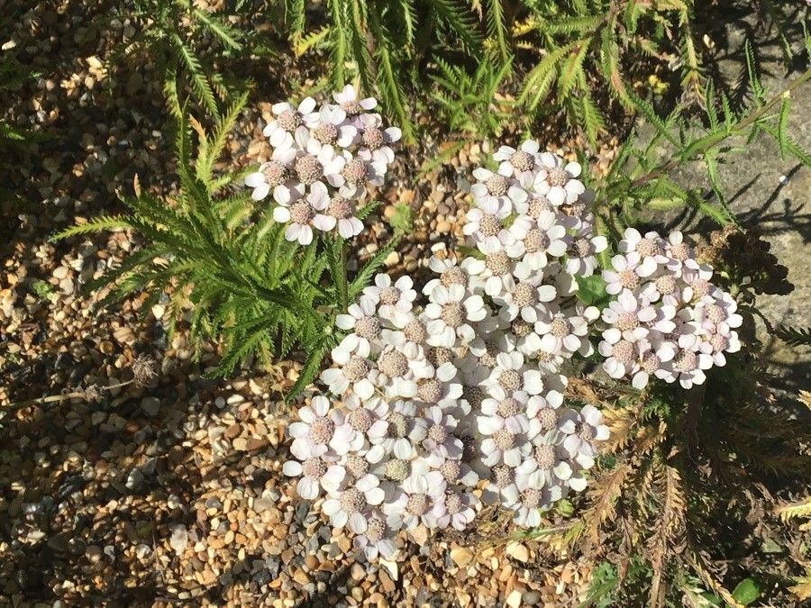 Achillea alpina flower