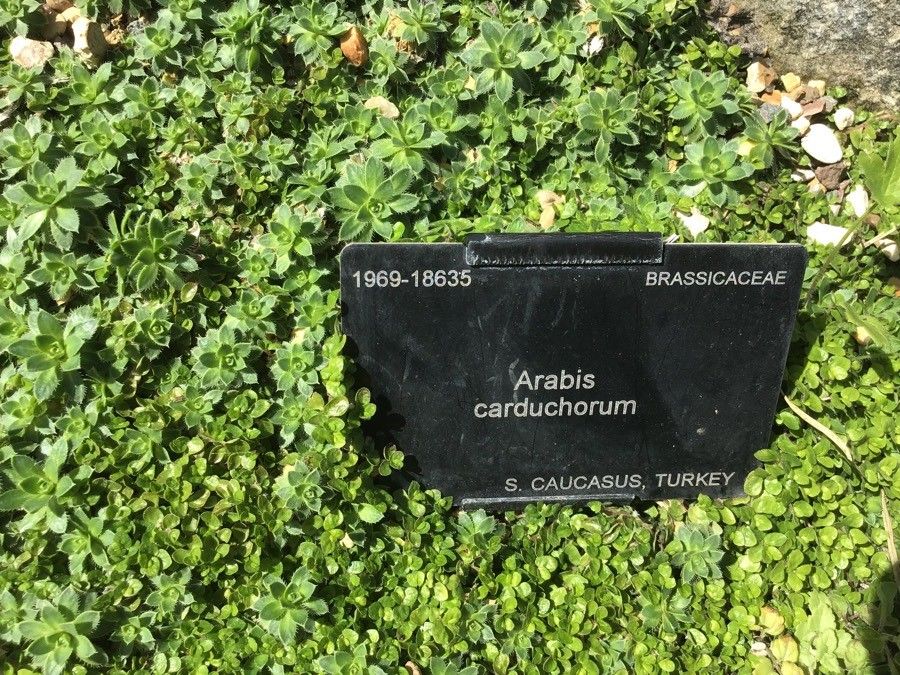 Arabis carduchorum leaf