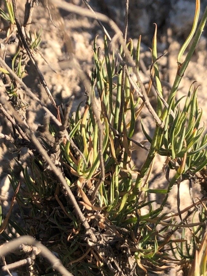 Bupleurum rigidum leaf