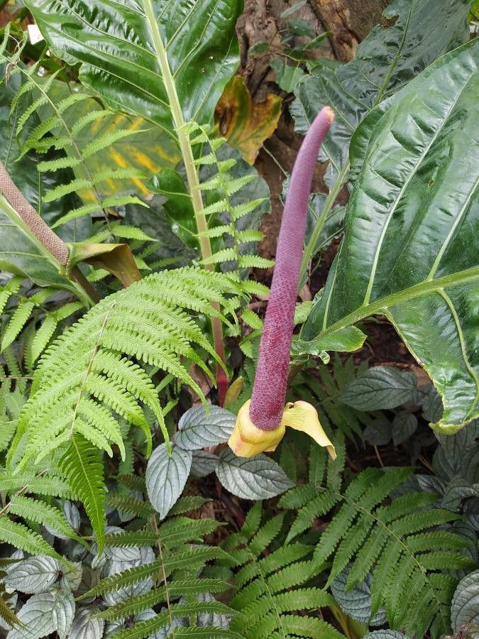 Anthurium salvinii flower