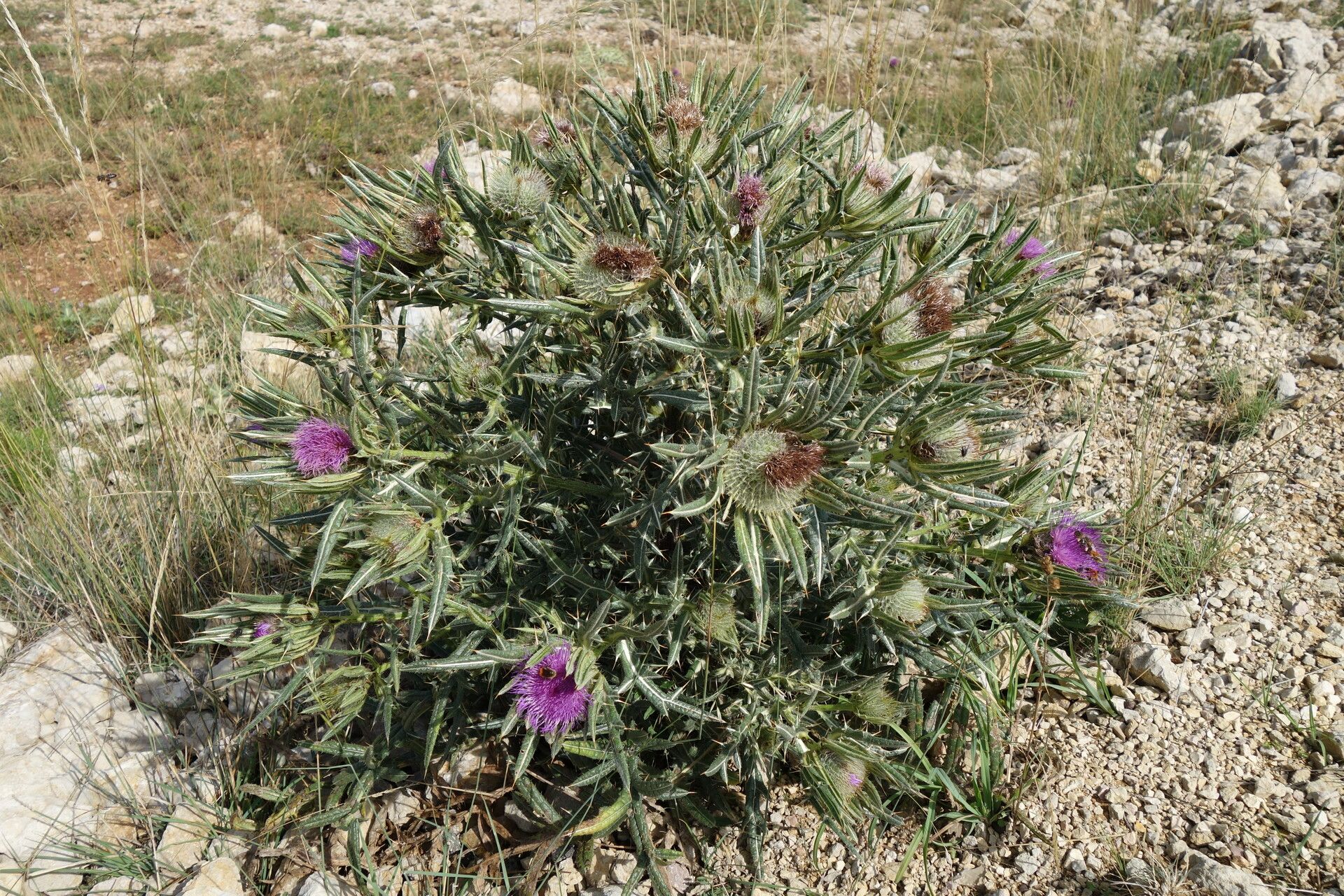 Cirsium richterianum habit