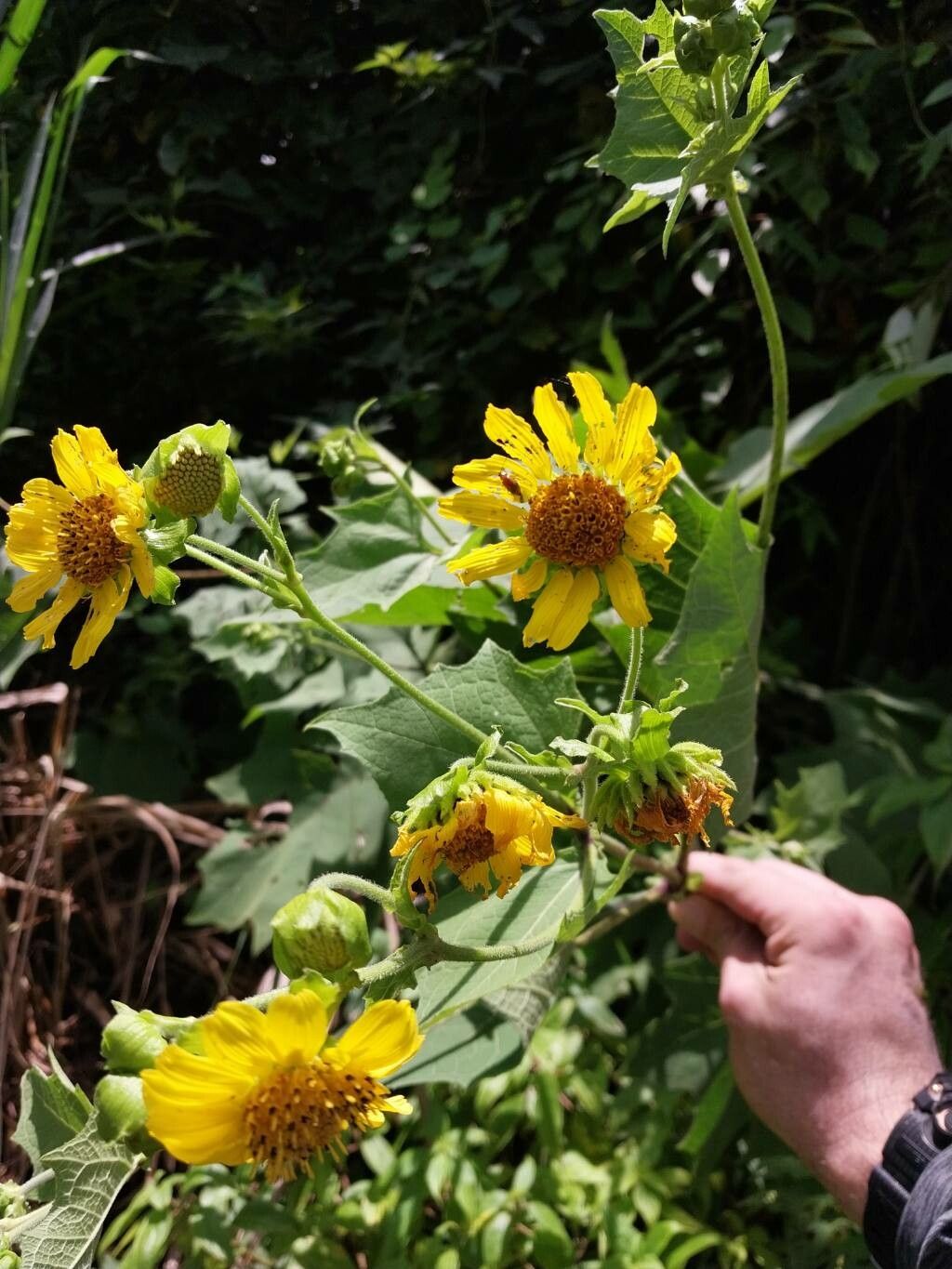 Smallanthus maculatus flower