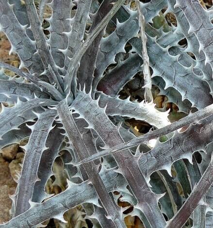 Dyckia goehringii — houseplant care guide