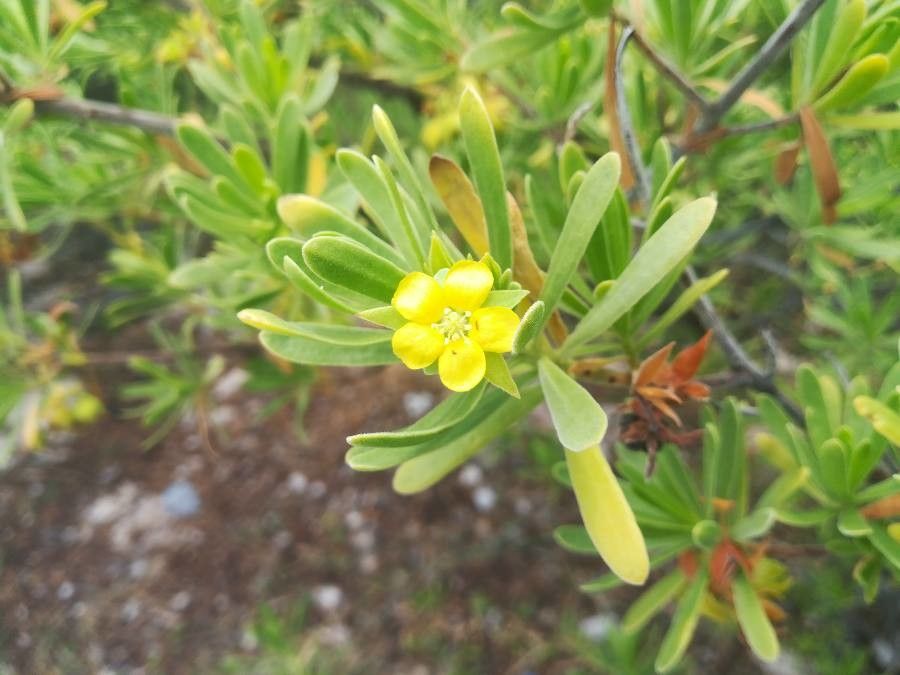 Suriana maritima flower