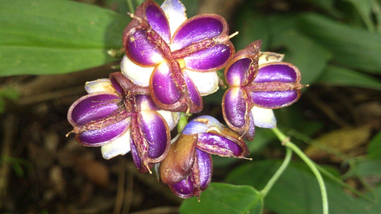 Dichorisandra hexandra fruit
