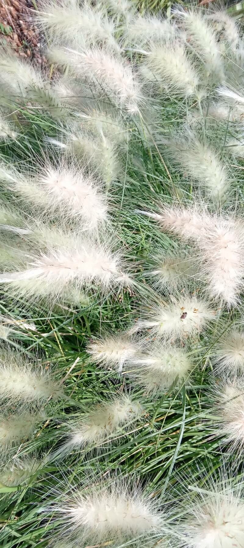 Pennisetum orientale flower