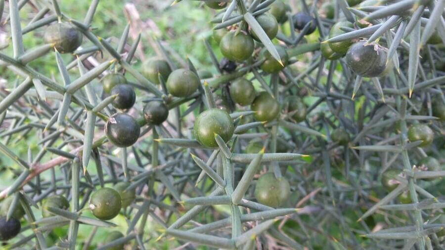 Asparagus stipularis fruit