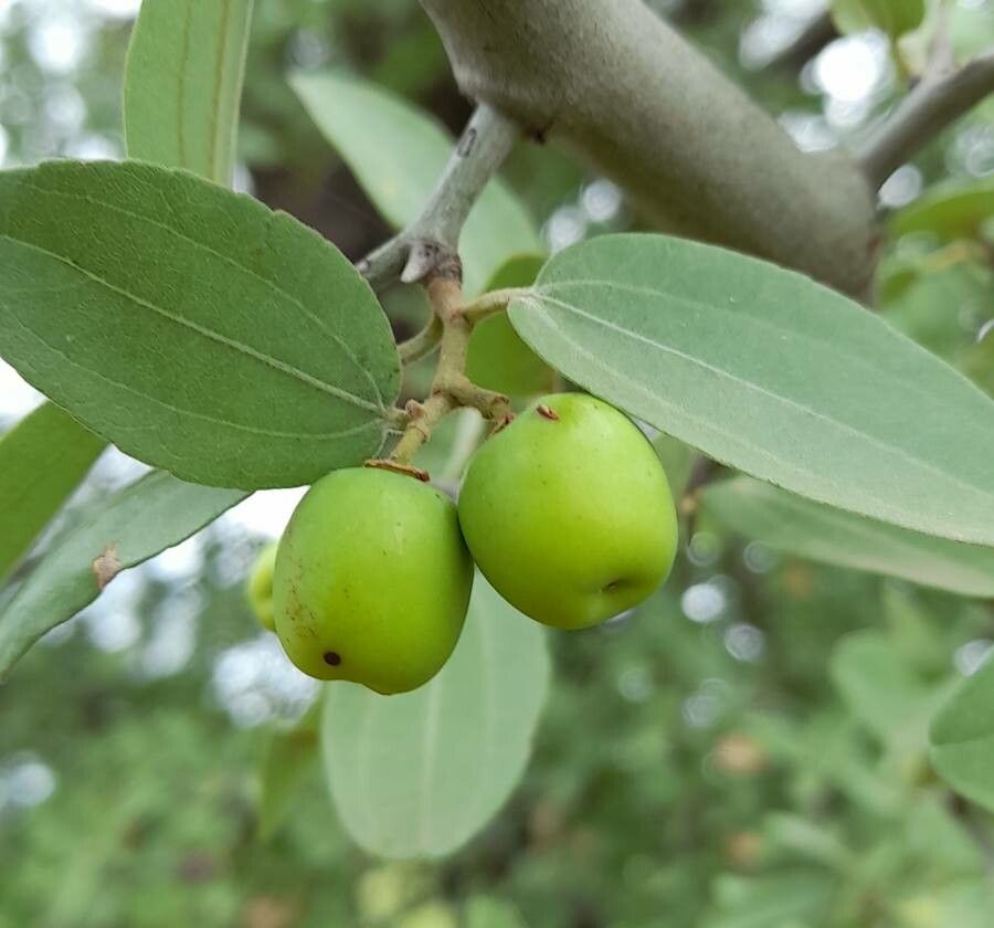 Ziziphus mistol fruit