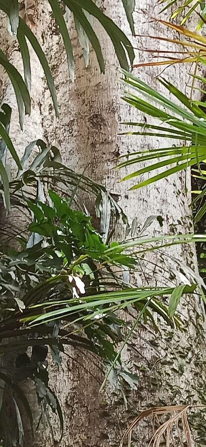 Parkia timoriana bark