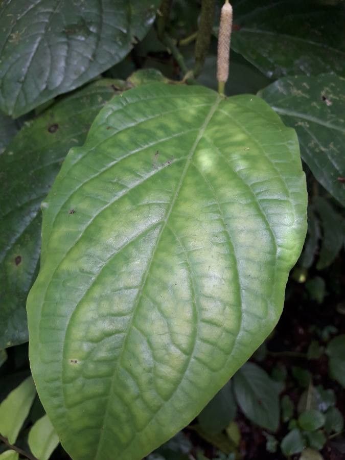 Piper dilatatum — search result for 'Piper'