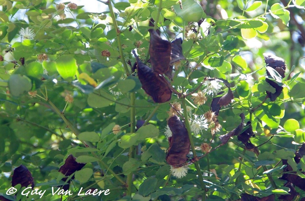 Mimosa ceratonia flower