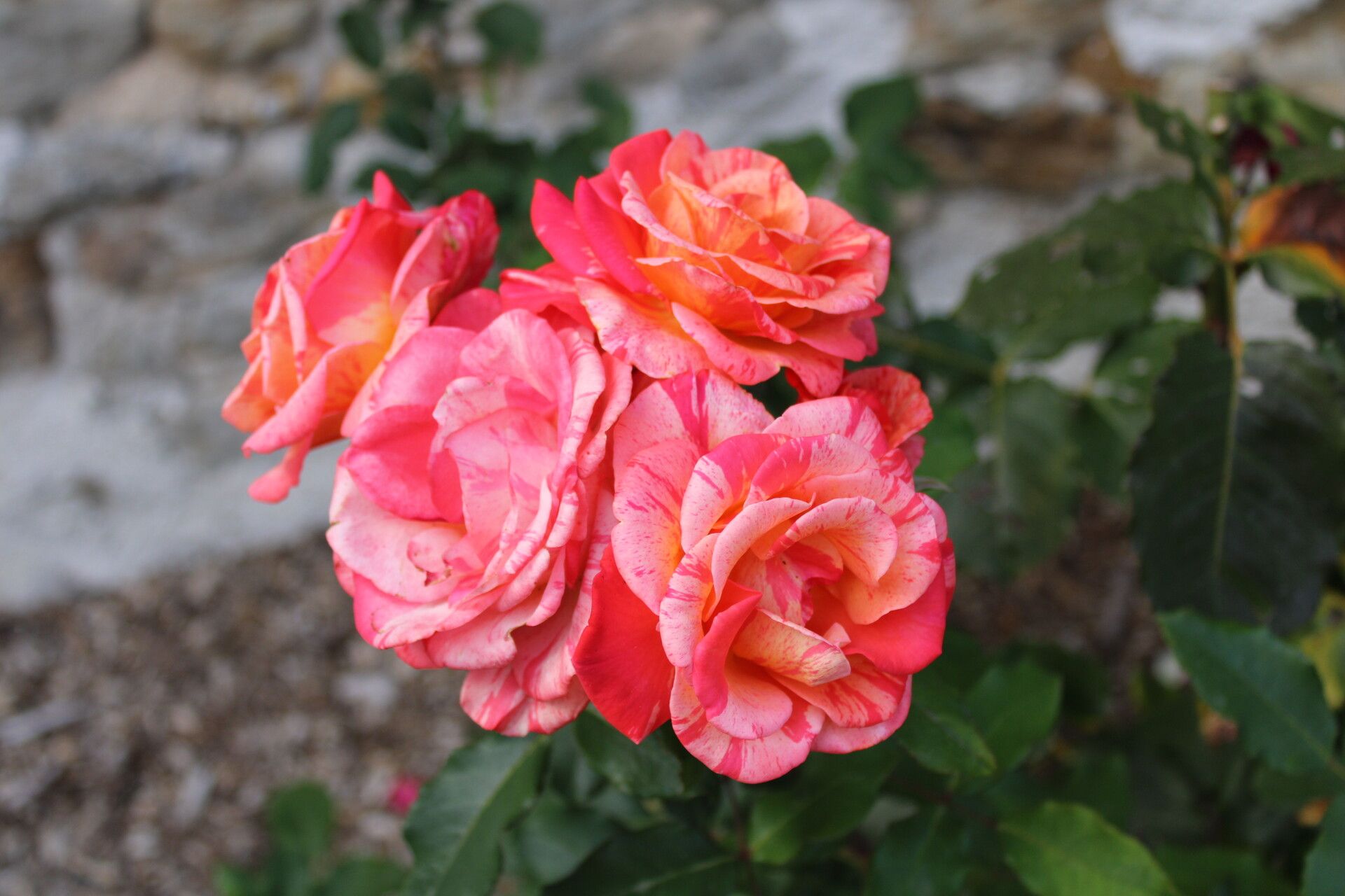 Rosa bridgesii — houseplant care guide