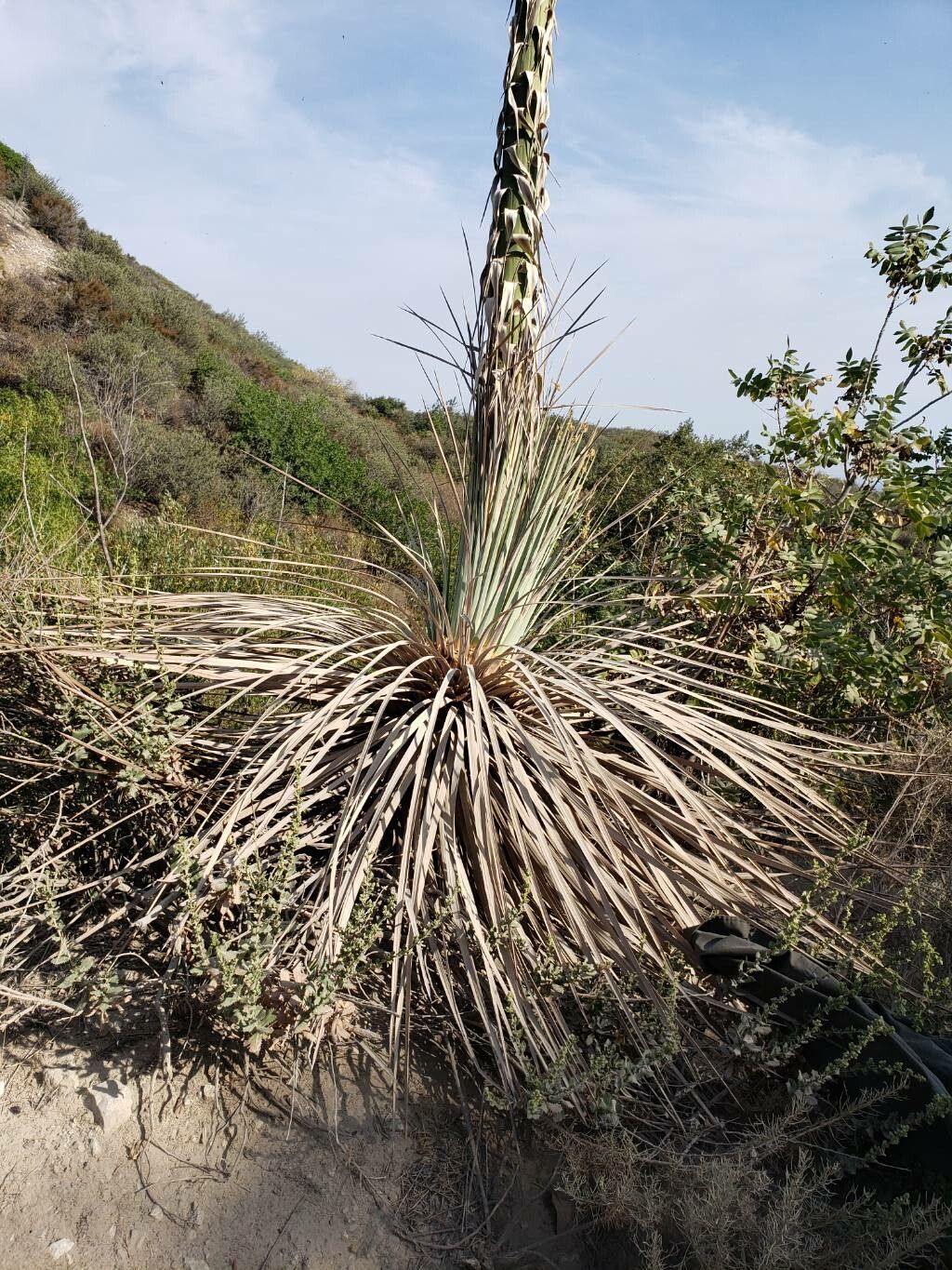 Hesperoyucca whipplei leaf