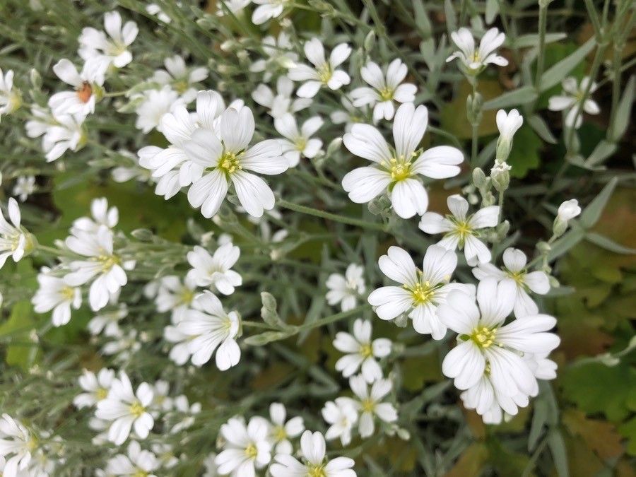 Cerastium biebersteinii flower