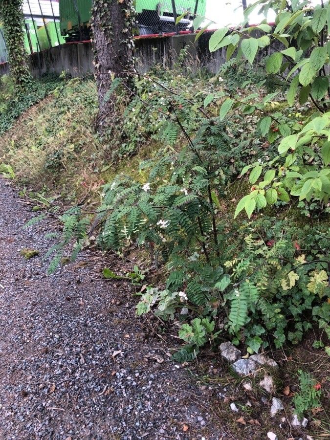 Sorbus koehneana habit