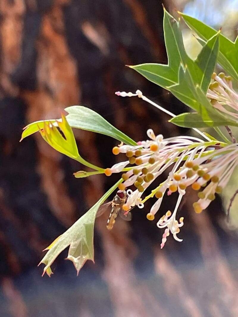 Grevillea manglesii — search result for 'Grevillea'