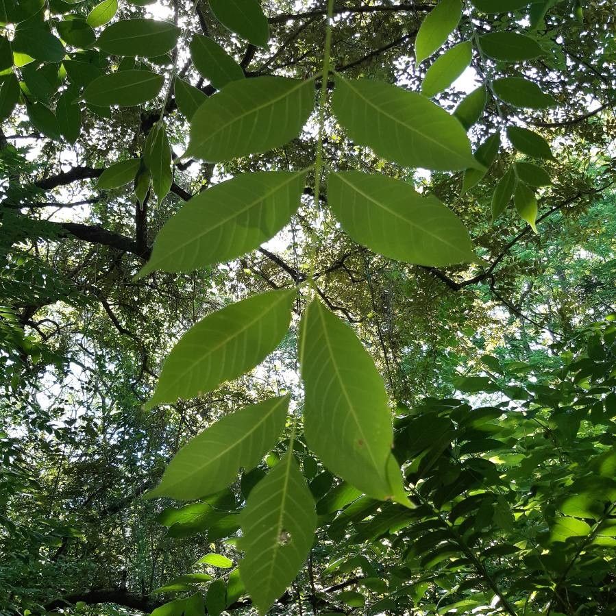 Trichilia americana — related species from the same genus