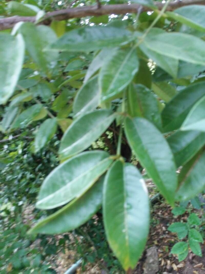 Spondias tuberosa leaf