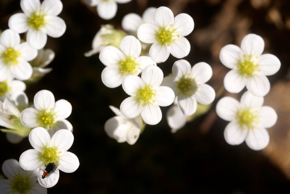 Saxifraga globulifera — search result for 'Saxifraga'