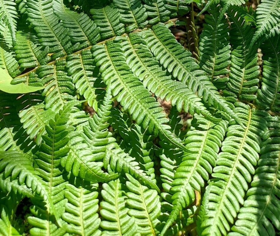 Alsophila australis — search result for 'Cyatheaceae'