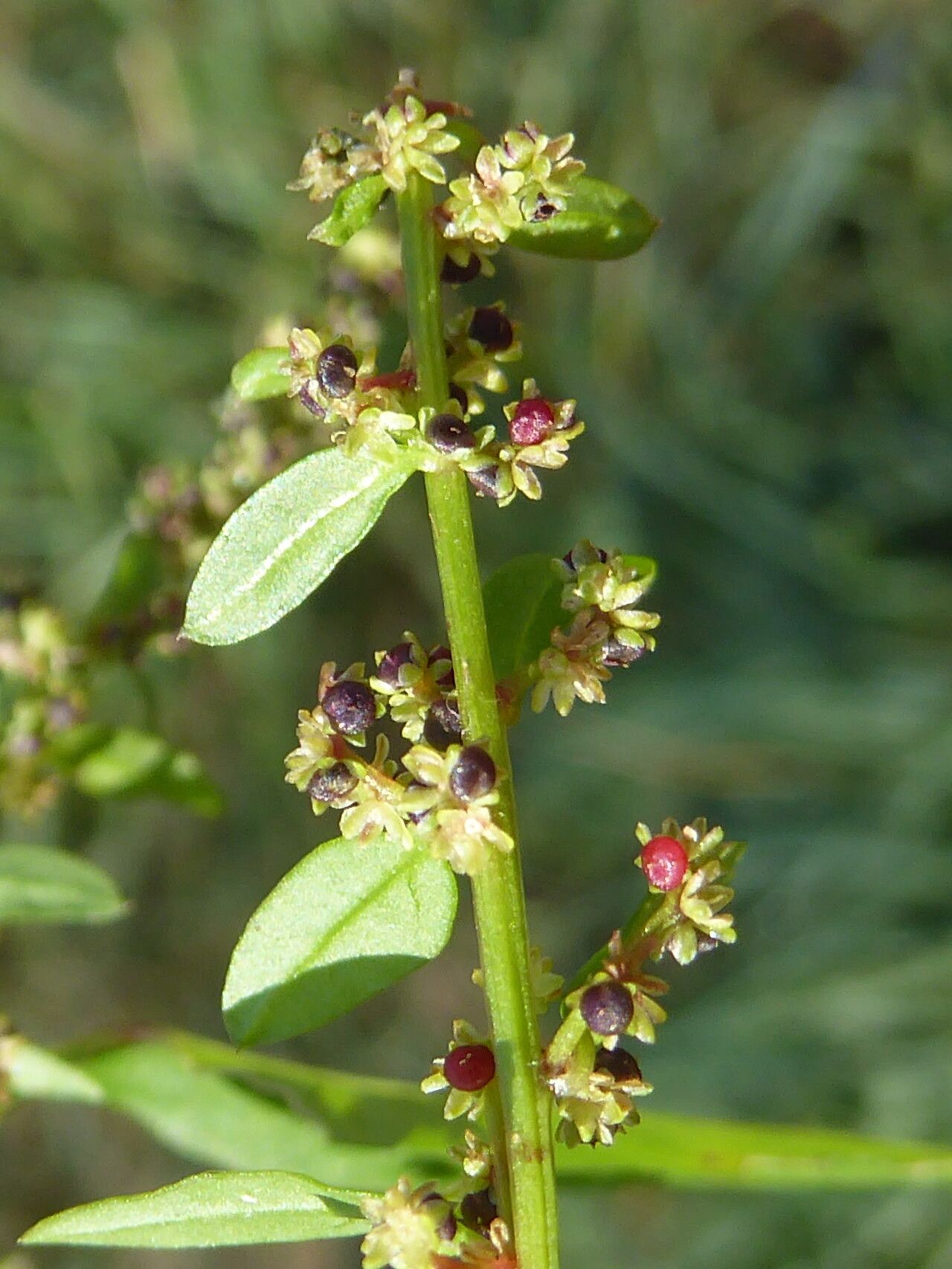 Lipandra polysperma leaf