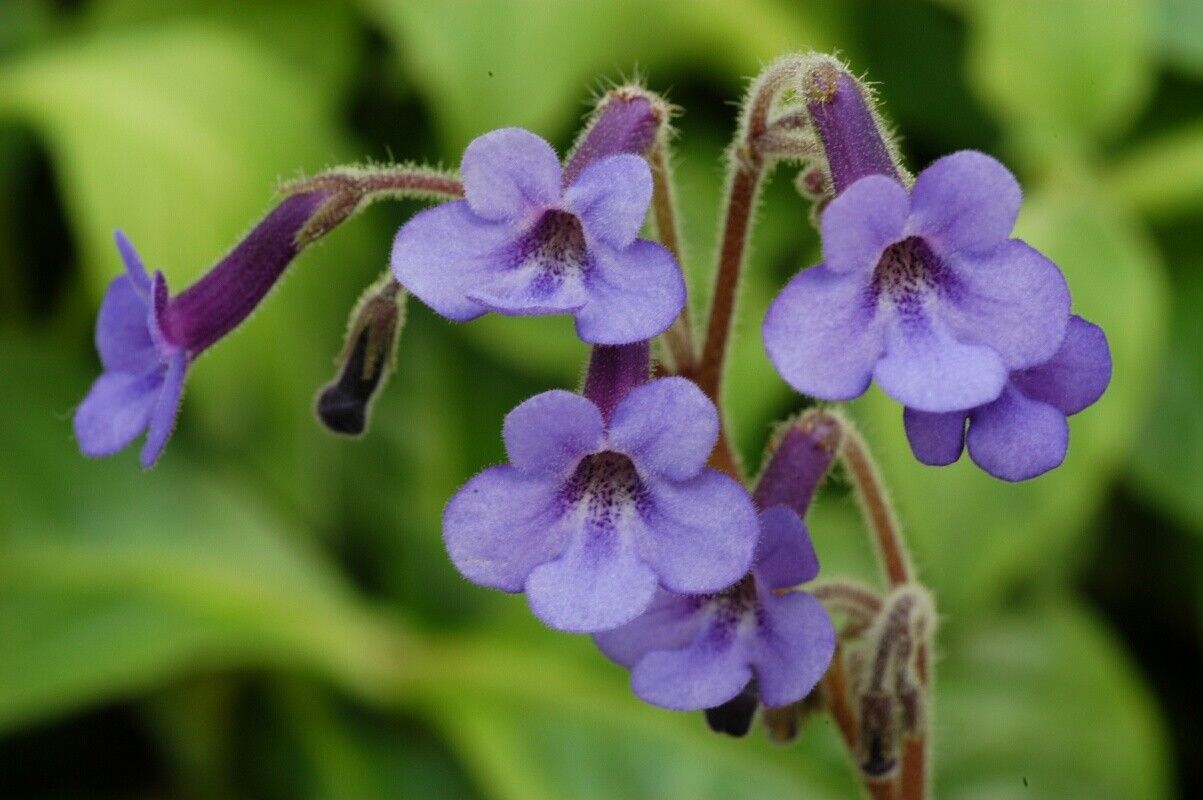 Streptocarpus itremensis flower