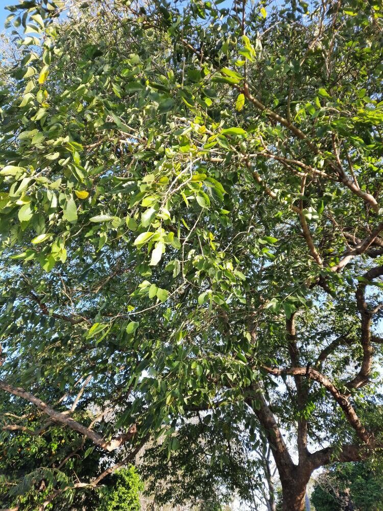 Combretum collinum leaf