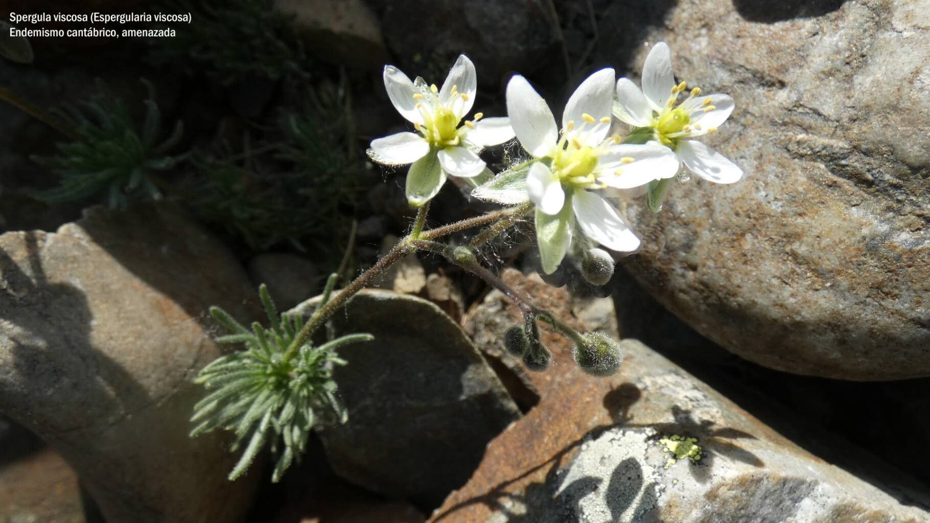 Spergula viscosa flower