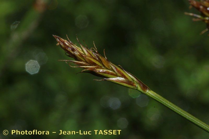 Carex pyrenaica flower