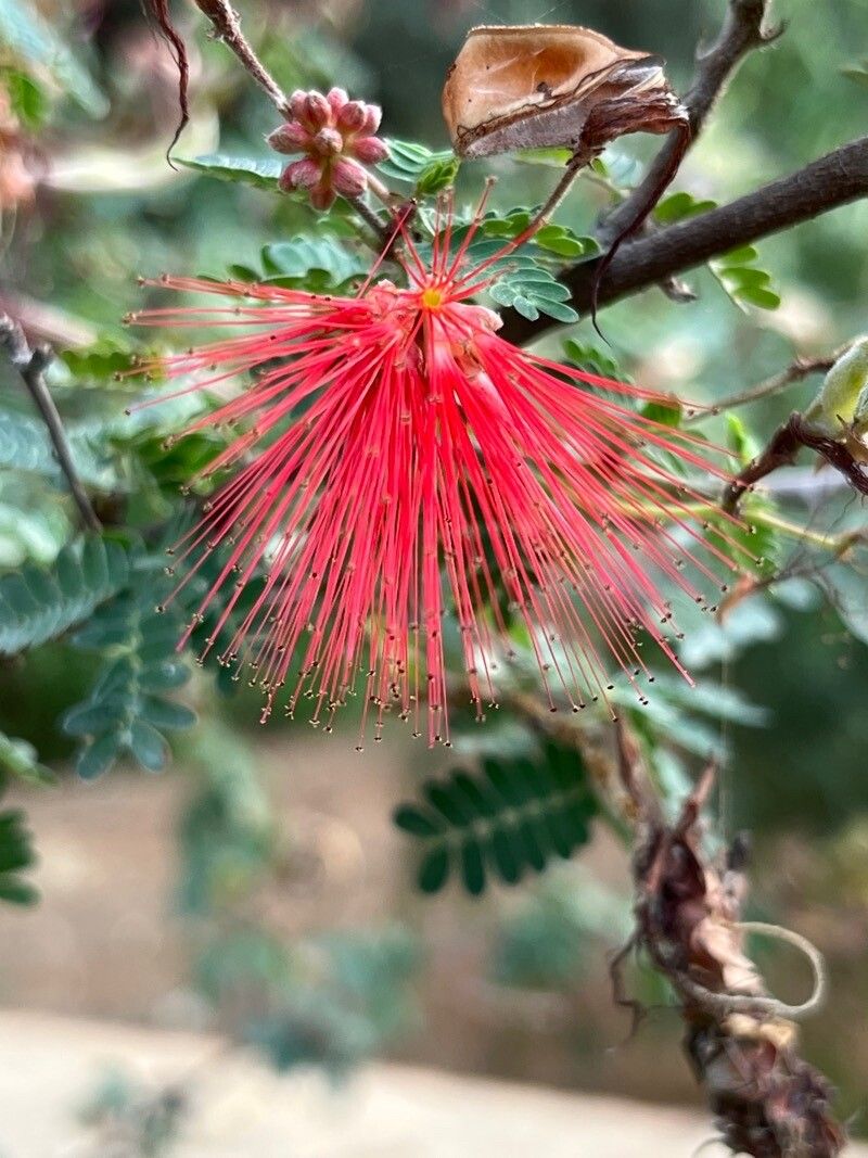 Calliandra californica flower
