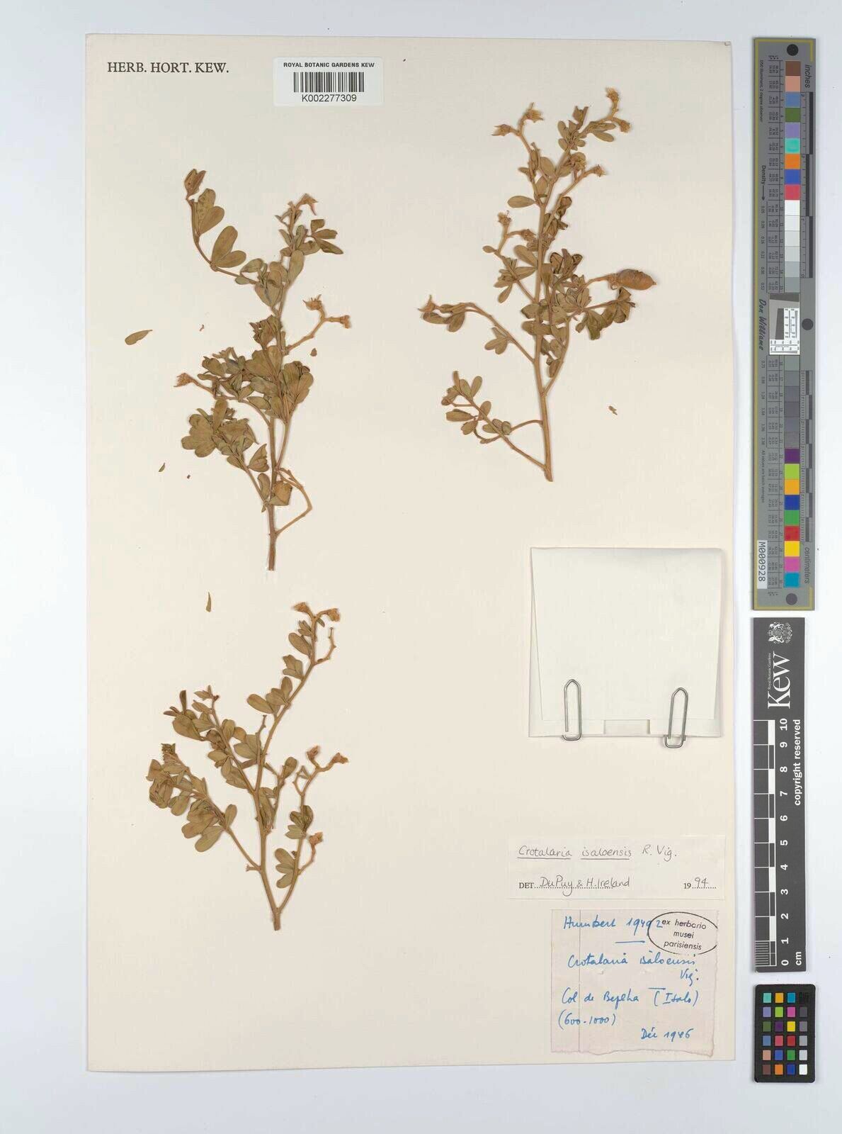 Crotalaria isaloensis — houseplant care guide