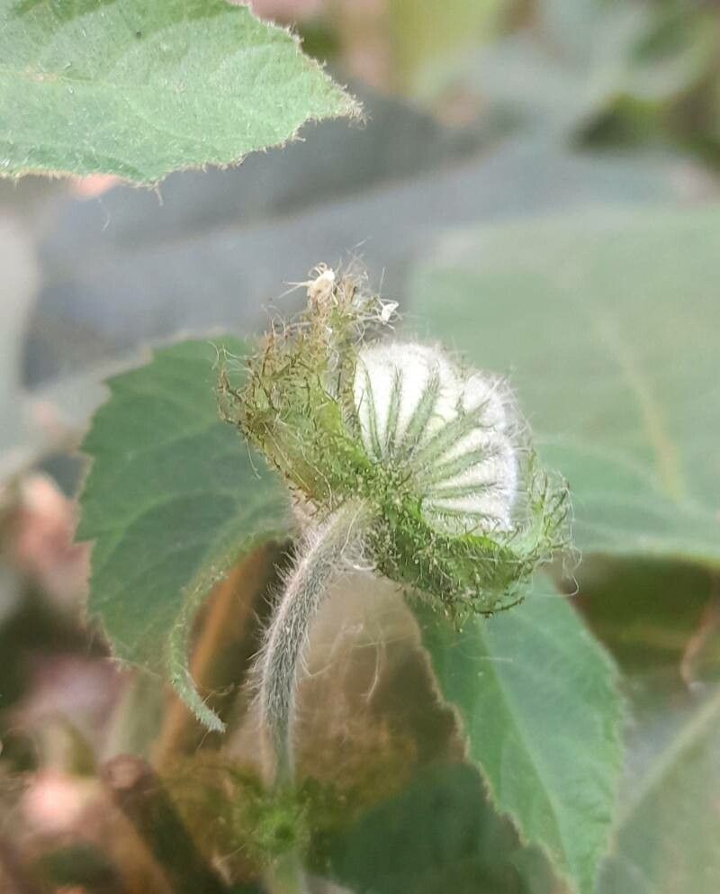 Dalechampia stenosepala other