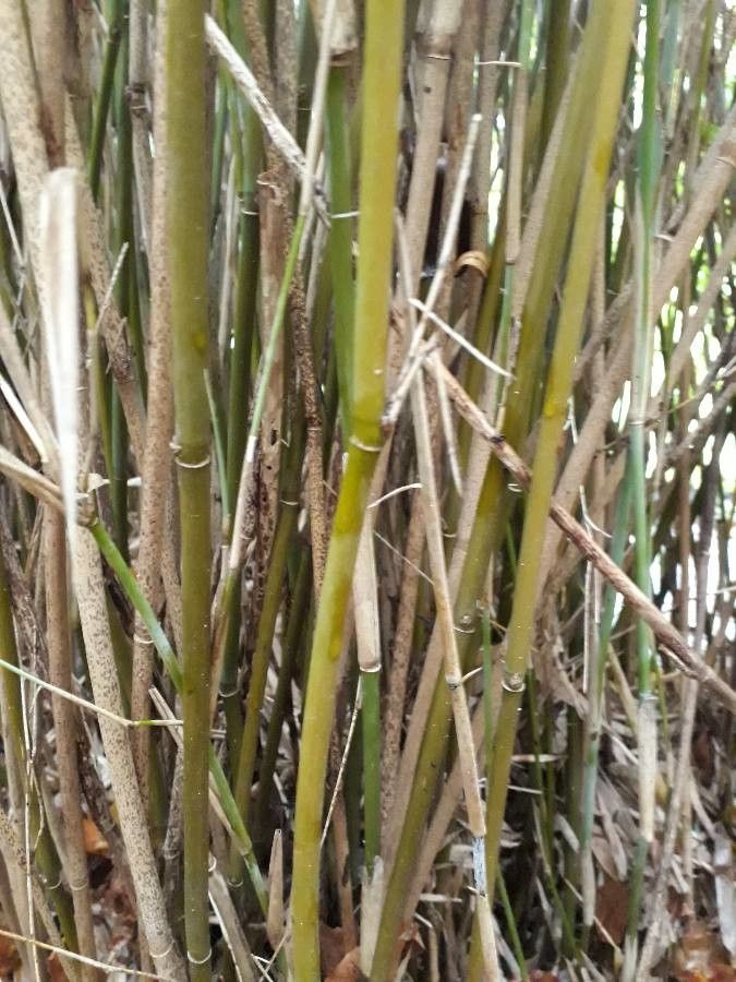 Saccharum sikkimense bark