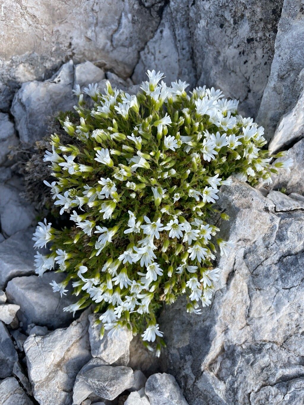 Cerastium thomasii habit