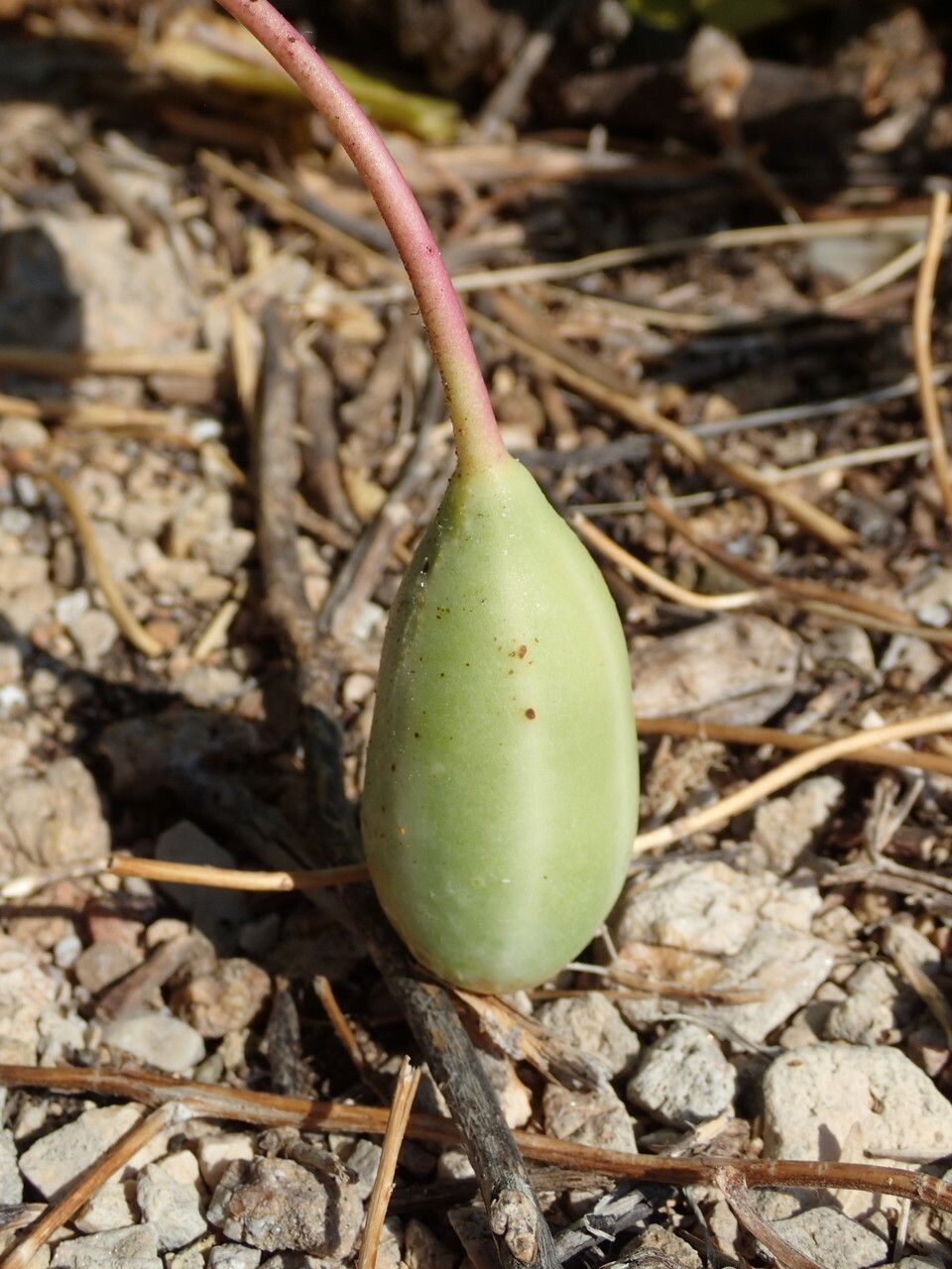 Capparis orientalis fruit