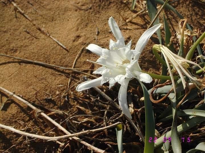 Pancratium maritimum flower