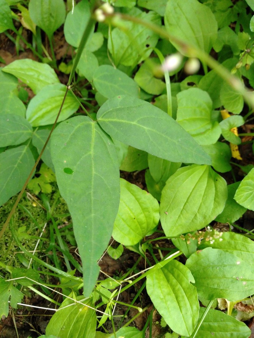 Hylodesmum podocarpum — houseplant care guide